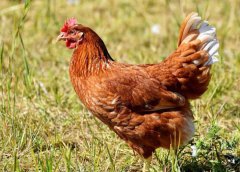 <b>肉鸡养殖行业，多因素驱动肉鸡需求提升</b>